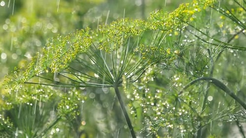 Blütenstand von Dill unter Regen