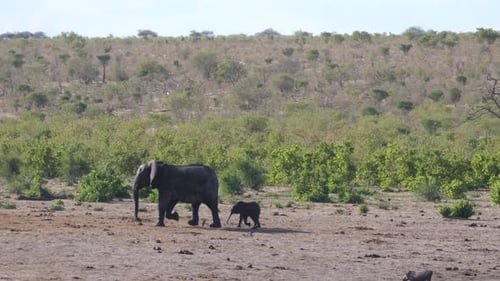 Mother elephant and calf joining the herd