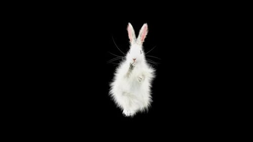 Hase: Tanzen HD