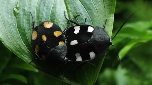 Domino Roach and Orange Spotted Domino on crawling on a leaf and each other.