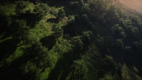 Aerial Flyover Lush Green Forest and Rolling Hills at Sunset