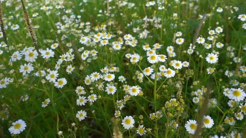 Daisy Flower In Nature 6