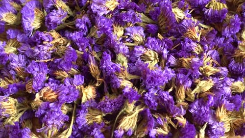 Té de flores de Myosotis.