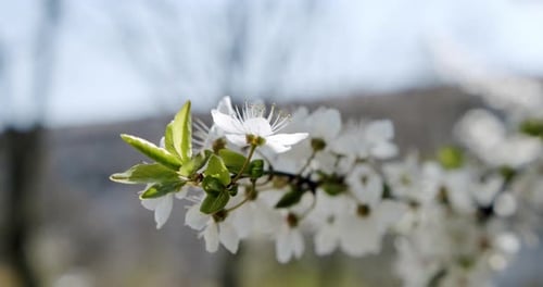 Close Up White Flowers Cherry Flowering Tree Flowering Blue Background
