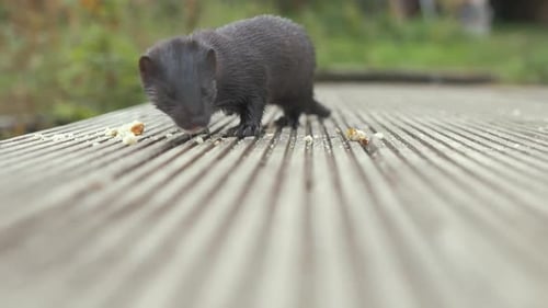 Close up Wild Mink eating crumbs on jetty REAL TIME