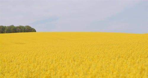 Landwirtschaft: Raps, Rapsfeld, blühend. Breite Aufnahme von frischen schönen Rapsblüten.