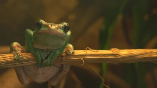 Green Tree Frog Perched on Branch in Rainforest