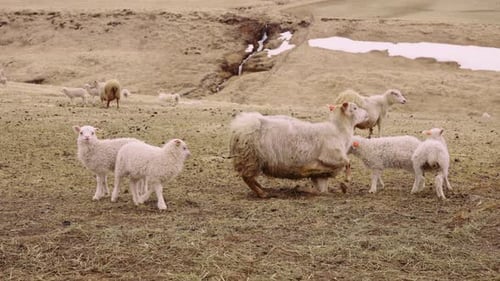 Majestic Landscape Shot of Vast Field With Flock of Sheep and Lamb on Terrain
