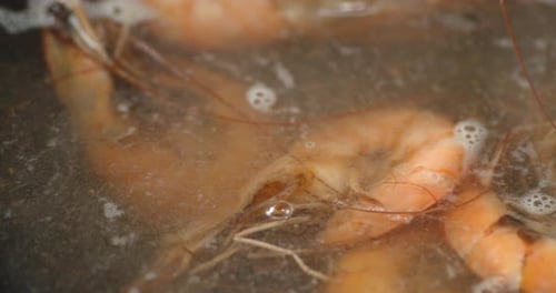 Close Up of Shrimp Boiling in Water