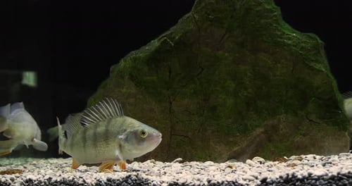Tranquil Fish Swimming Peacefully in an Aquarium