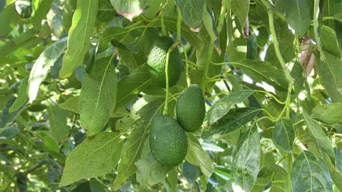 Close-Up of Avocados Growing on a Tree