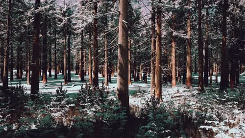 Sunset or Sunrise in the Winter Pine Forest Covered with a Snow