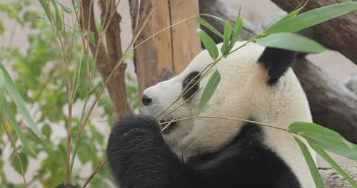 Giant Panda Eating Green Bamboo Leaves