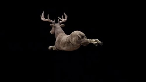 Brown Stag Jump Fly View Rückseite