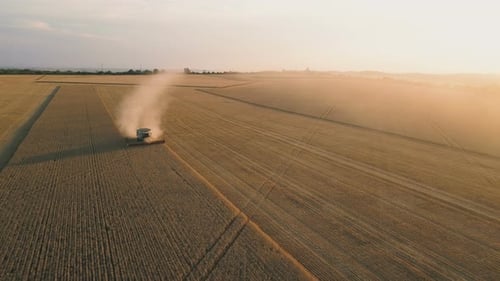 Combine Harvester Machine Working in Wheat Field, Agriculture Machine Harvesting Golden Ripe Wheat
