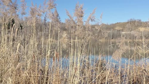 Schwenken auf Schilf und Pampa am See 4K-Video
