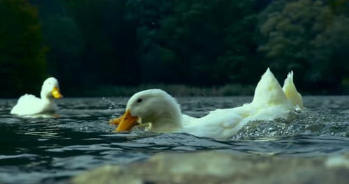 Ducks