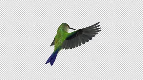 Sunangel Hummingbird - Boucle de vol d'alimentation - Angle arrière CU - Canal Alpha