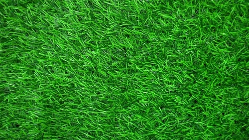 Grass.