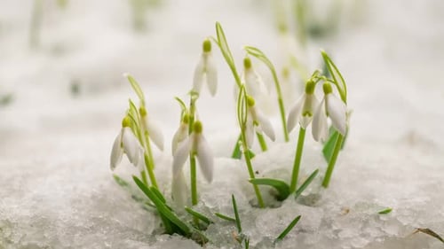 Weiße Schneeglöckchenblumen blühen im Frühling