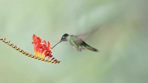 Hummingbird Feeds on Tropical Orange Flower