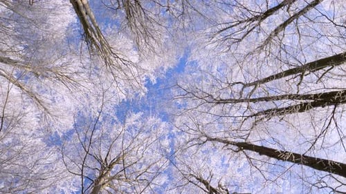 Frosty tree branch with snow in winter on blue sky. Cold weather in the forest. Frozen trees