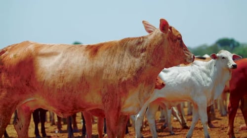 Cattle Herd Grazing on Rural Farm during Daytime