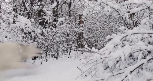 White Swiss Shepherd Dog Walking In Snowy Forest