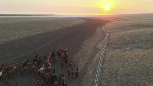 Wild Horses Running
