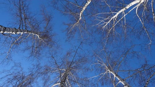 Beautiful Birch Trees At The Sunny Winter Day