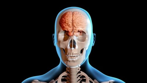 Detailed 3D Animation of Human Brain and Skull Anatomy