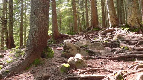 Tree Roots in a Magic Pine Forest
