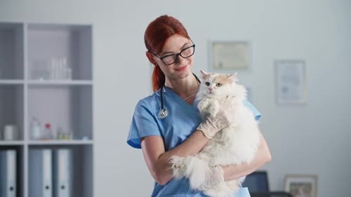 Veterinarian Holds Fluffy Cat Gently in Clinic
