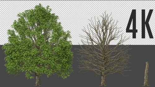 Platanus Tree Growing