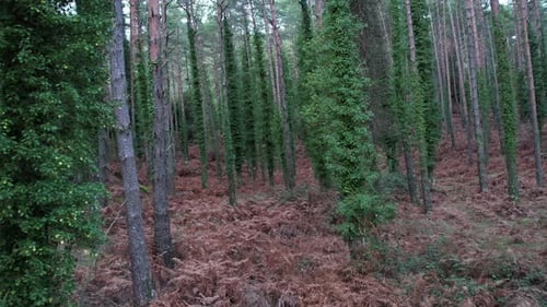 Woodland