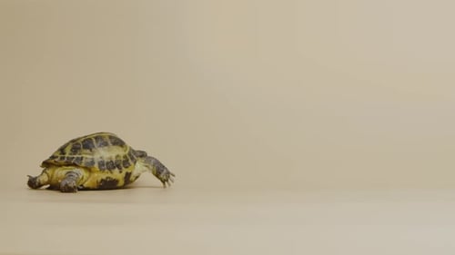 Uma tartaruga fofa caminha no estúdio em um fundo bege