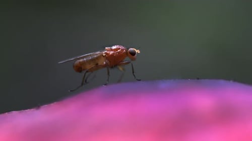 Fly Perched on a Pink Surface, Extreme Close Up
