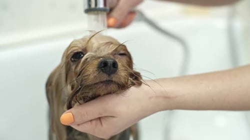 Small Dog Getting Washed Under Faucet in Sink