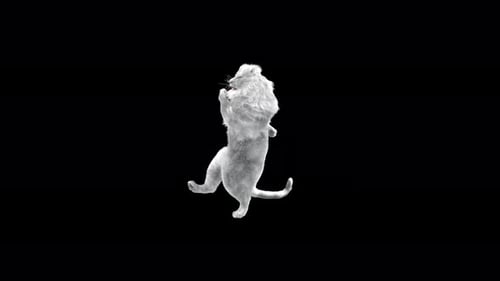 White Lion Dancing 4K