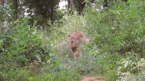 Real Wild Bear In Natural Habitat Among The Trees In The Forest