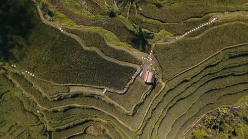 Above Rice Terraces