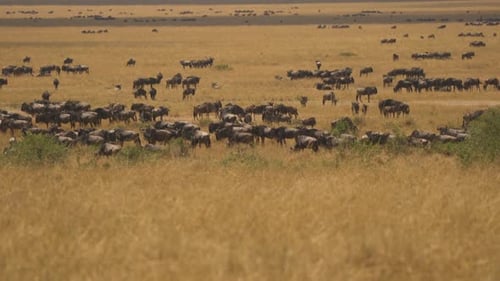 Manada de ñus en las llanuras de Masai Mara