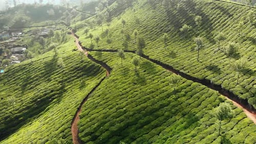 Vue aérienne des plantations de thé par Drone à proximité de la ville de Munnar