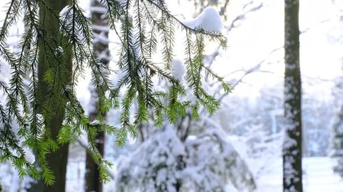 Schneewetter im Wald Schneeverwehung