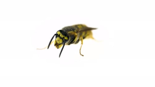 Macro Vídeo de una hermosa avispa lavándose con sus patas.