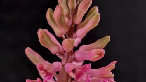 Pink Flower Blooming in Time Lapse Close Up