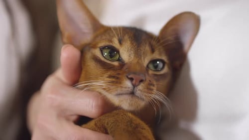 Cute Abyssinian Cat Being Petted by Female Owner