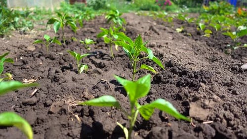 Growing Organic Vegetables on the Farm. Neat Rows of Bell Peppers Grow in the Sun