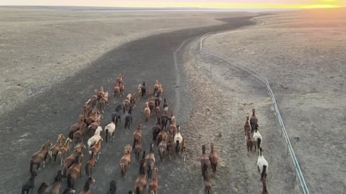 Wild Horses Running