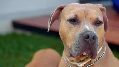 Dog's Peaceful Outdoor Close-Up with Silver Collar